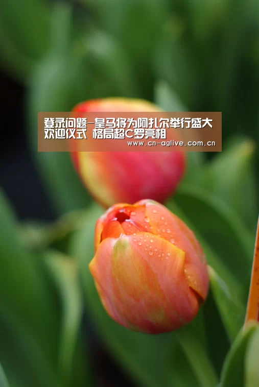 登录问题-皇马将为阿扎尔举行盛大欢迎仪式 格局超C罗亮相(图1) 注册教程